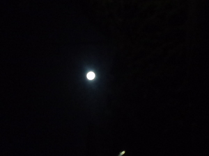 CA3F0375.JPG