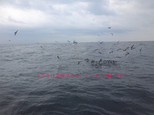 hayama-abuzurikou-maguro-shugyou.jpg