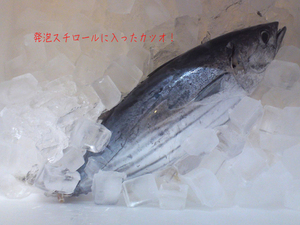 katsuo-bakudan.jpg