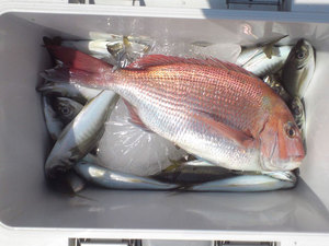 hasirimizu-aji-madai.jpg