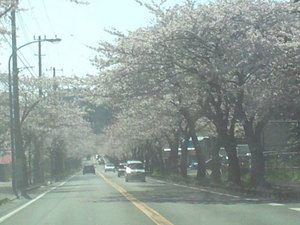 koubou-sakura-jiko.jpg