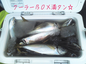hashirimizu-aji-nakao-aji-donburi.jpg