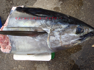 sagamiwan-kihada-maguro-tsuri-2016.jpg