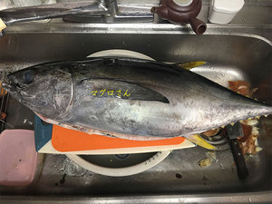 maguro-nakaochi-bimi-chourihouhou.jpg