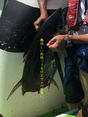 denki-shokker-sagamiwan-maguro.jpg