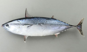 sagamiwan-hira-so-da-katsuo.jpg