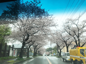 sakura-yori-kuike.jpg
