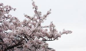 yokosukashi-maboridai-danchi-k-ohikiwatashi.jpg