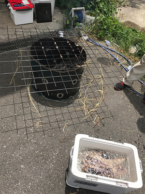 hayama-katsuo-warayaki.jpg