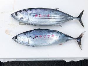 2017-sagamiwan-hirasouda.jpg