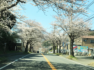 2018-tsuuken-sakura-namiki.jpg